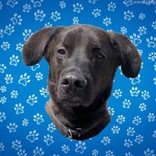 All dogs/puppies are fixed, up to date on their vaccinations, chipped, dewormed, on high quality flea oahu spca has two types of adoption programs. Bergen County Animal Shelter And Adoption Center Home Facebook
