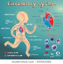 Human Circulatory System For Kids Vector Color Cartoon Illustration Human Cardiovascu Circulatory System For Kids Circulatory System Human Circulatory System