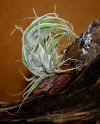 Image result for Hygrophila albobracteata