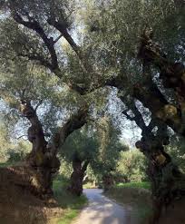 Bluebari On Twitter Zakynthos Old Trees Tree