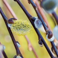 Diese pflanzen werden bei starkem frost nicht verschickt. Salix Caprea Pendula Tree Kilmarnock Willow Trees Garden Plants