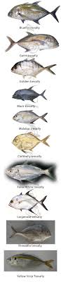 Confused Over Fish Names 100 Most Popular Fish Names With Images Sea Fish Freshwater Fish The Treasure House Of Reci In 2020 Over Fish Spanish Mackerel Sea Fish