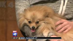 The humane society of greater kansas city in kansas city, ks has pets available for adoption. Pets Kc Pet Project Pets For Adoption Fox 4 Kansas City Wdaf Tv News Weather Sports