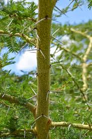 Image result for Ficus chirindensis