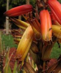Image result for Aloe lutescens