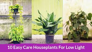 When mature, they can produce flowers similar to calla lilies and do a great job filling empty corners of your home when placed on the floor. 10 Easy Care Houseplants For Low Light Joy Us Garden Youtube
