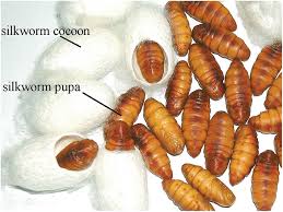 nondestructive gender identification of silkworm cocoons