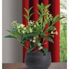 Check spelling or type a new query. Night Blooming Jasmine Cestrum Nocturnum For Sale At Logee S 4 Pot Fragrant Flowers Blooming Plants Growing Plants Indoors