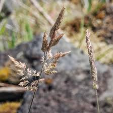 Image result for Holcus