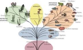 Reinos de la Naturaleza | Reinos biologicos, Reinos de la biologia, Reinos  seres vivos