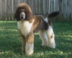 Black And White Tuxedo Standard Poodle Standard Parti Poodles In Red And White Brindle Tuxedo And Sables Parti Poodle Miniature Poodle Poodle Dog