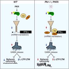 Therefore, pkr is a key factor in the host antiviral response, through inhibition of protein synthesis during viral infection. Suppression Of Pkr Promotes Network Excitability And Enhanced Cognition By Interferon G Mediated Disinhibition Cell