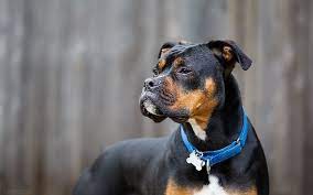 If you have small children or don't have the time and energy to train your dog as needed, you may want to look at a different breed, such as a purebred lab or another mix. The Rottweiler Boxer Mix Boxweiler Labrottie Com