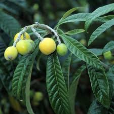 Image result for Eriobotrya