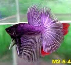 Betta Splendens Half Moon Double Tail Crown Tail Bettas Purple Betta Betta Fish Types Betta Fish Betta