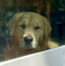 A pretty face through a dirty door. Glass cleaning is endless when you live  with dogs……. And it's worth it!￼