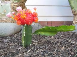 Grafting, one piece of a cactus stem to a rooted stem of another gives immense pleasure for the cactus gardener, when he sees another variety created by him. Plantfiles Pictures Gymnocalycium Moon Cactus Ruby Ball Hibotan Gymnocalycium Mihanovichii By Jess37