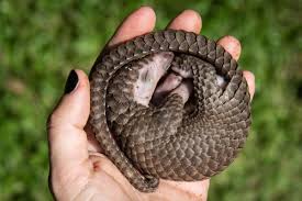 Customs agents in southwest china have seized 2.2 tonnes of pangolin scales and busted an endangered wildlife smuggling gang, . China Removes Pangolin Scales From Traditional Medicine List Helping Protect World S Most Trafficked Mammal Cbs46 Com