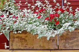 Flowers are large with a bright red color. 24 Of The Best Spiller Plants For Container Gardens