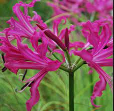 Nerine Bowendii Pink Triumph Lily Flower Heliconia Flower Trees To Plant