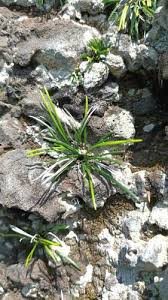 Image result for Actiniopteris dimorpha