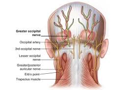 The skull is embryologically derived from mesoderm and neural crest and will fuse, harden, and mold from gestation through adulthood. The Ultimate Guide To The Suboccipital Muscles Iron Neck