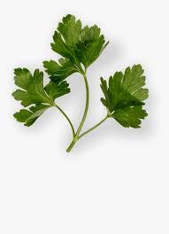 Fue apreciada por los griegos y después por los romanos. Transparent Perejil Png Parsley Png Download Kindpng
