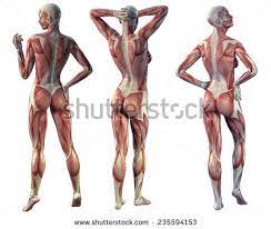 The two large main muscles of this layer are the. Muscle Woman Back View On A White Background Anatomy Back Human Muscle Anatomy Body Anatomy