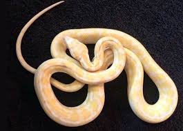 Papuan carpet python (morelia spilota harrisoni). Carpet Pythons What Makes These Snakes So Amazing R K
