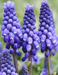We did not find results for: Complete Spring Flower Bulb Garden Holland Bulb Farms 83802
