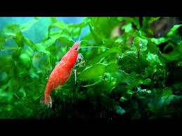 Image result for Lomariopsis warneckei