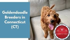 You've come to the right place. 17 Goldendoodle Breeders In Connecticut Ct Goldendoodle Puppies For Sale Animalfate