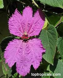 Image result for Dalechampia