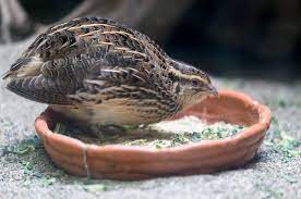 Tempat yang disukai burung puyuh. Puyuh Burung Yang Lebih Sering Tinggal Di Permukaan Tanah Meski Bisa Terbang Semua Halaman Bobo