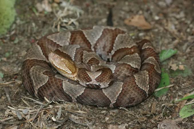 Northern Copperhead – PA HERP IDENTIFICATION