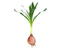 Image result for Drimia