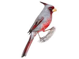 Image result for Pyralis cardinalis