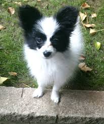 Kelly d londonderry, nh 03053. 30 Stunning Black And White Papillon Dog Pictures And Photos