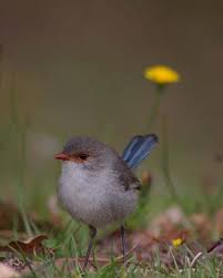 Black Bird With Blue Head And Neck Splendid Fairywren Malurus Splendens Australian Wildlife Australian Birds Splendid