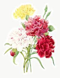 Carnation Flowers Sticker Overlay Design Element Free Image By Rawpixel Com Carnation Flower Flowers Watercolor Flowers
