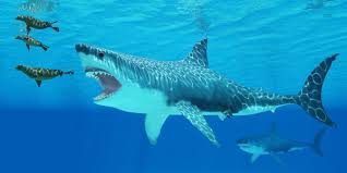 Découvrez le plus grand requin du monde, le plus grand requin jamais filmé et les plus gros requins jamais capturés. Le Megalodon La Legende Des Requins Est Elle Encore Vivante Easyvoyage