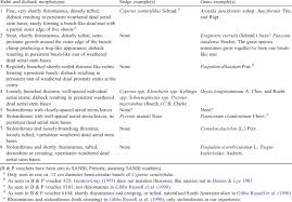 Image result for Pycreus macranthus