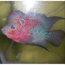 13 jenis louhan yang cantik, cocok dipelihara di rumah. Burayak Ikan Louhan Srd X Cencu Ori Indo 1 2cm Shopee Indonesia
