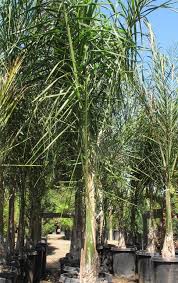 Image result for Cocos