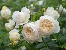 Check spelling or type a new query. Roses Rosa Rhs Gardening