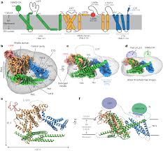 Substrate recognition mechanism of the ...