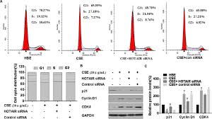 Download software pc teraman : Epigenetic Silencing Of P21 By Long Non Coding Rna Hotair Is Involved In The Cell Cycle Disorder Induced By Cigarette Smoke Extract Sciencedirect