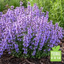 Proven winners colorchoice flowering shrubs. Proven Winners Perennial Of The Year Walters Gardens Inc