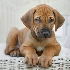 Rhodesian Ridgeback Puppy Pictures Yes Please Rhodesian Ridgeback Puppies Cute Dogs Dogs And Puppies