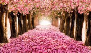 Like venus herself breathed life into this bouquet. Falling Petal Over The Romantic Tunnel Of Pink Flower Trees Stock Photo Picture And Royalty Free Image Image 78917040